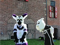IMG 4701